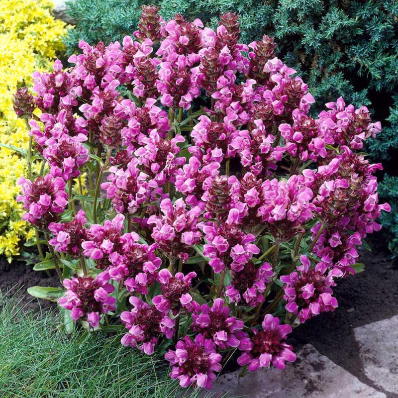 PRUNELLA grandiflora RUBRA - едроцветна пришница (1632)
